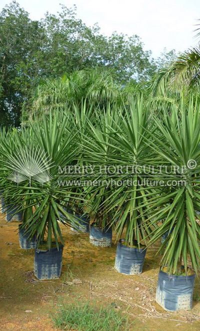 Yucca Aloifolia